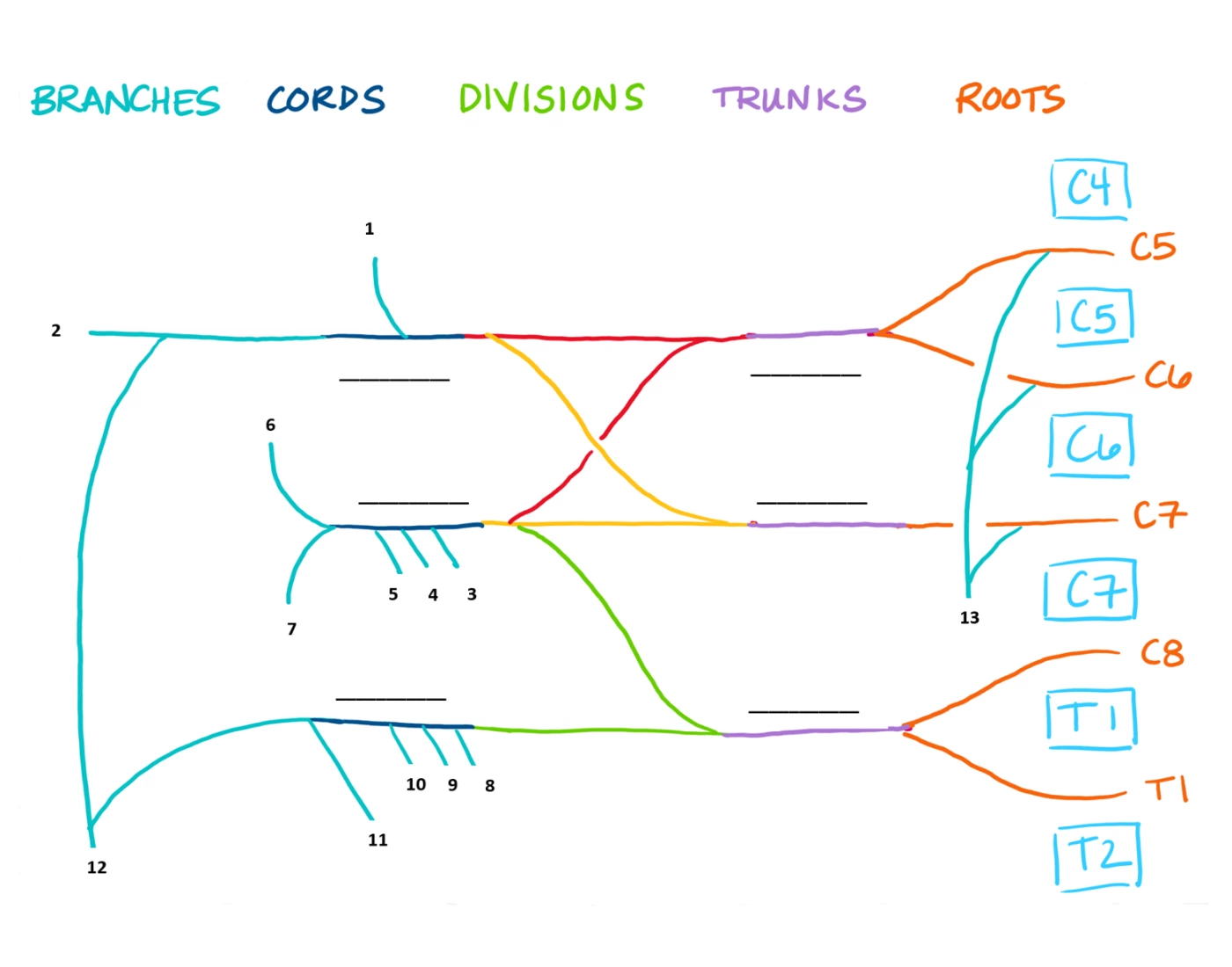 Brachial Plexus Chart Quiz