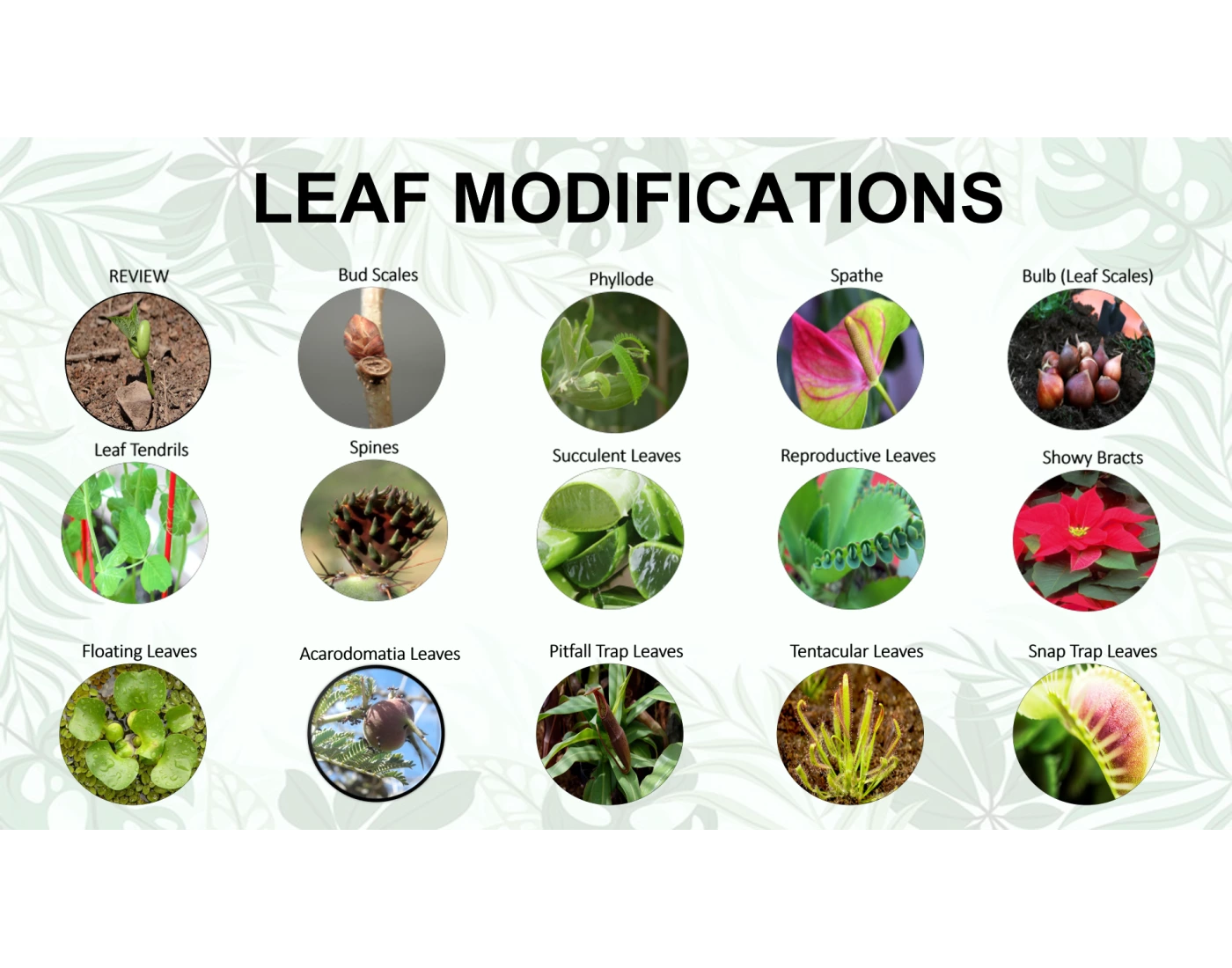 LEAF MODIFICATION EXAMPLES Quiz