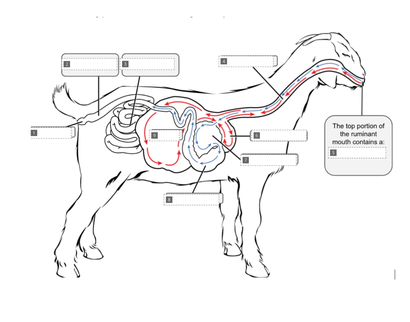 Trivia In Ruminants Ruminant Digestive System Quiz