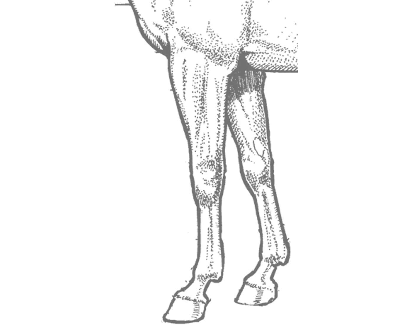 Parts Of The Horse Front Legs Quiz parts-of-the-horse-front-legs-quiz