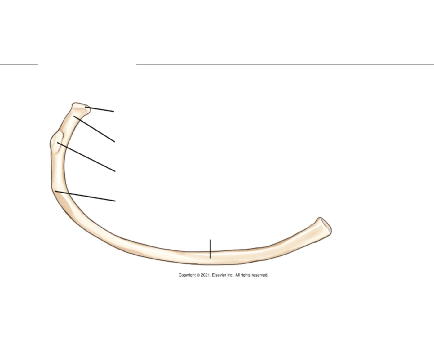 Left Rib Inferior View Rib Inferior View Quiz