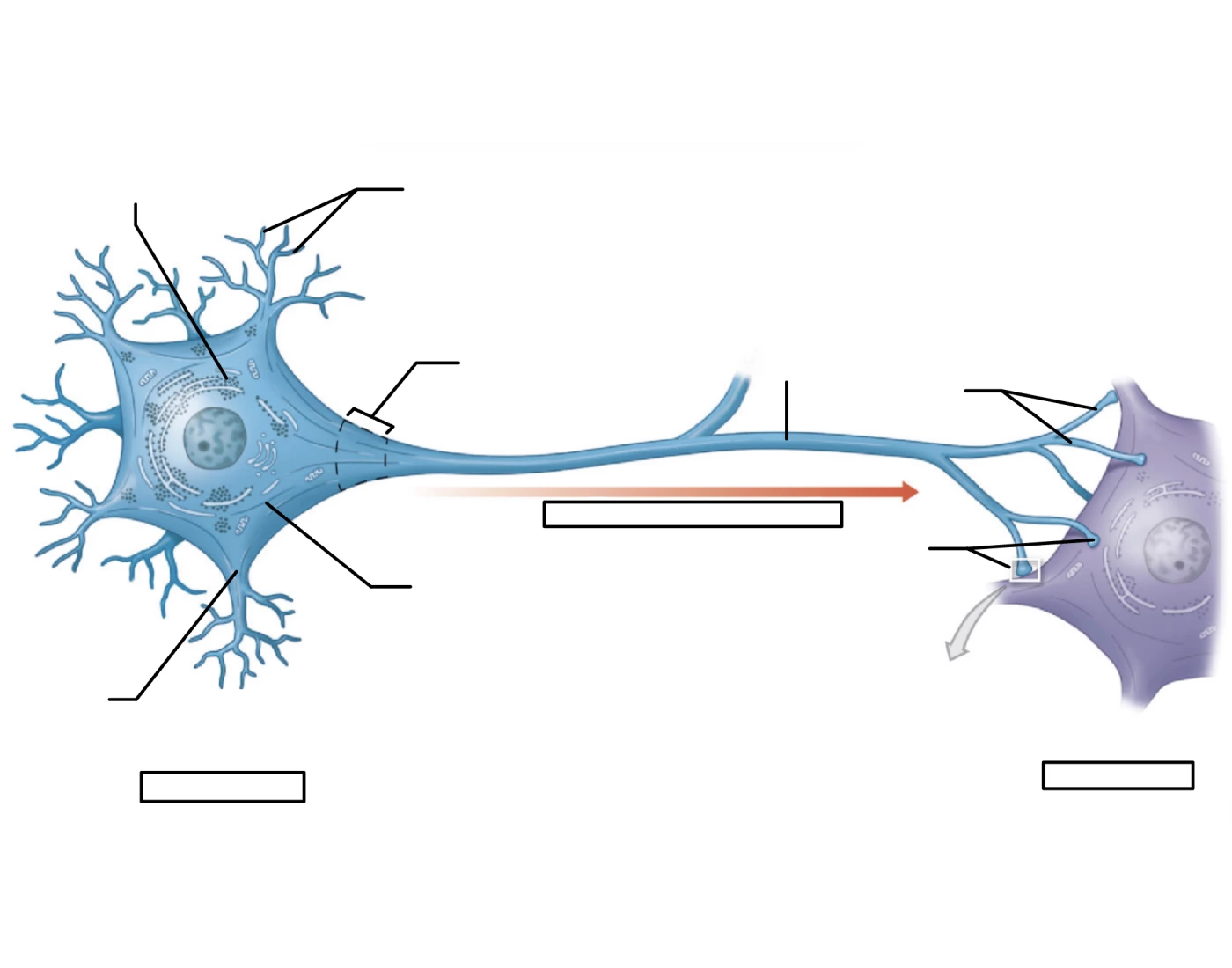 Neuron Anatomy Quiz