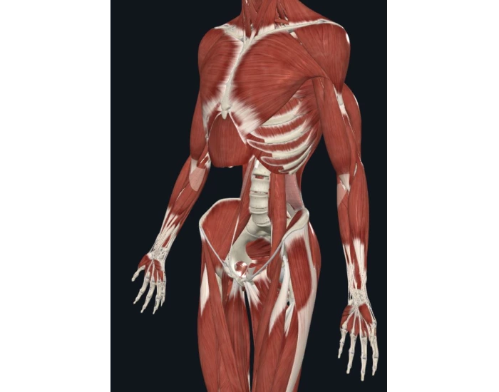 lateral view body muscles Quiz Biology Diagrams