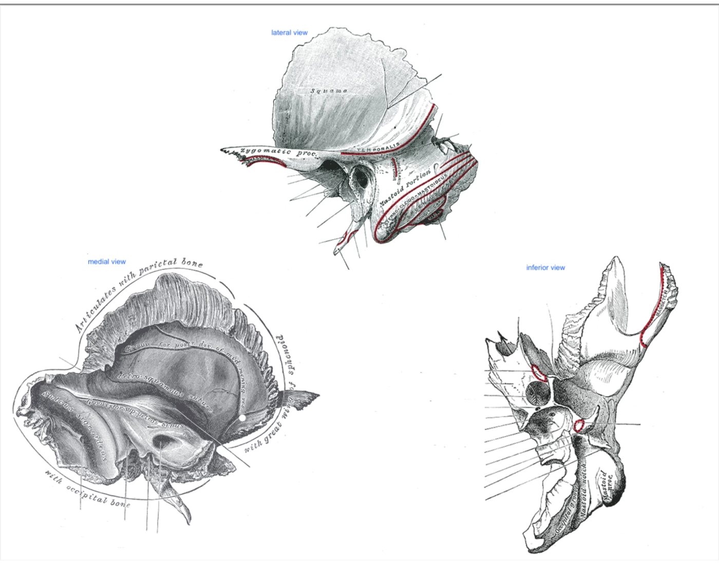 the temporal bone Quiz