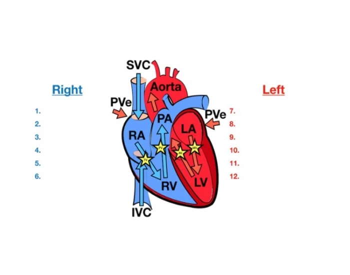 Heart Path Abstract Physiology Pathway of Heart — Printable Worksheet
