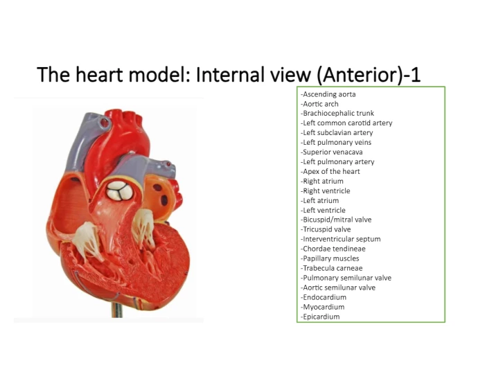 Internal View Examples Internal view heart label 1 Quiz
