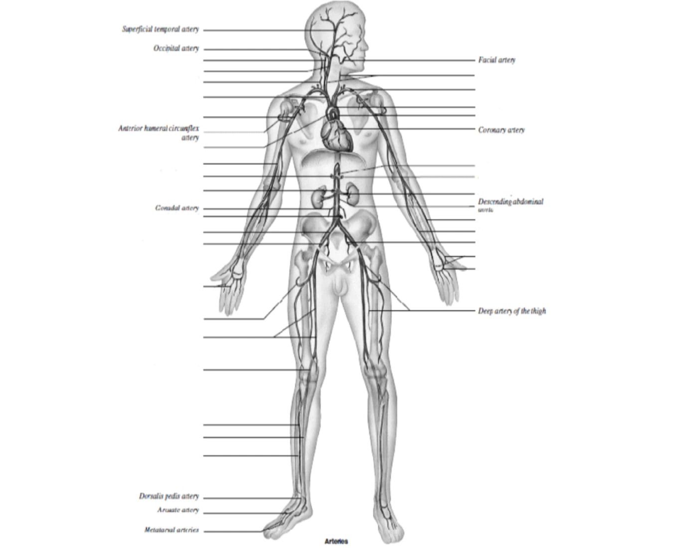Arteries Practical Quiz arteries-practical-quiz