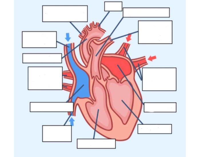 Heart Labelling Quiz