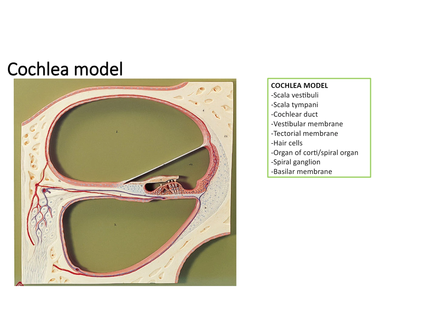 Cochlea label — Printable Worksheet