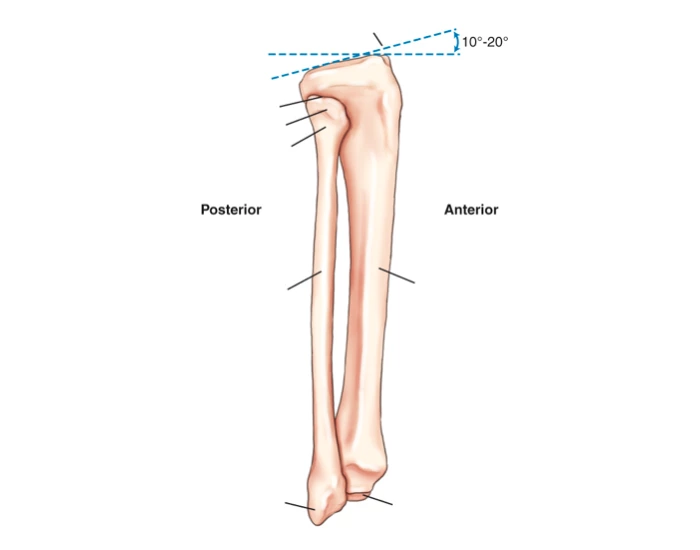 tibia and fibula (lateral view) anatomy — Printable Worksheet