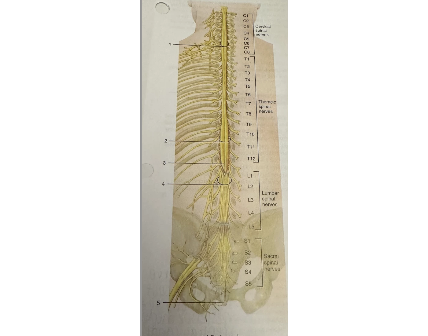 posterior view of longitudinal spinal cord Quiz