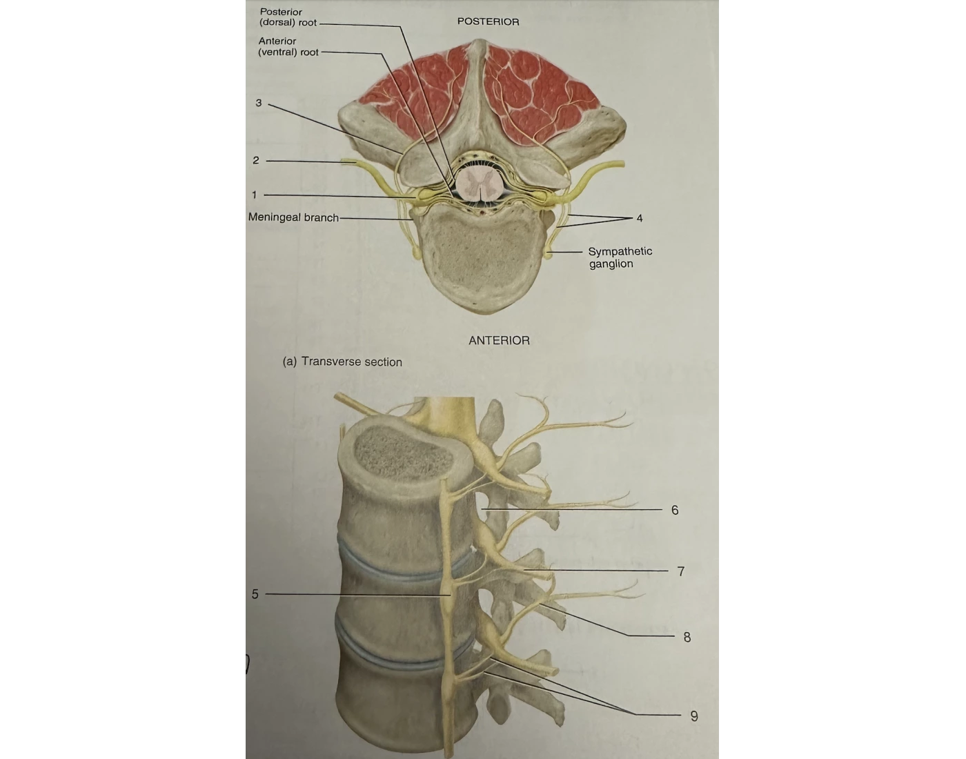 rami of spinal nerves Quiz