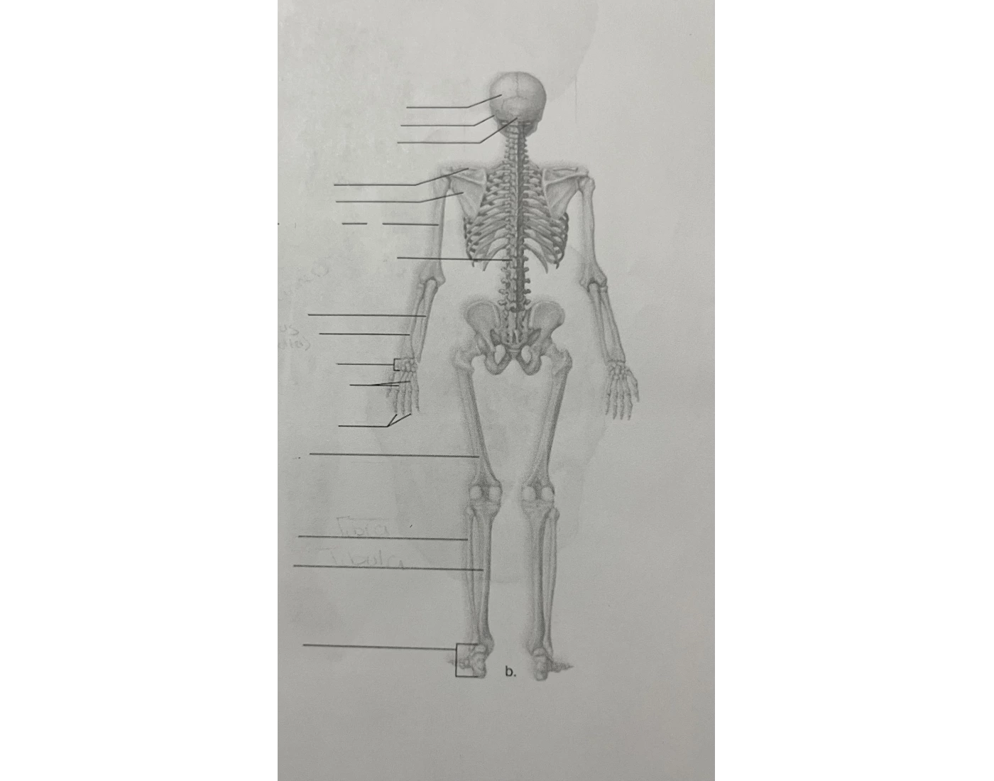 The Axial and Appendicular Skeletons Quiz Biology Diagrams