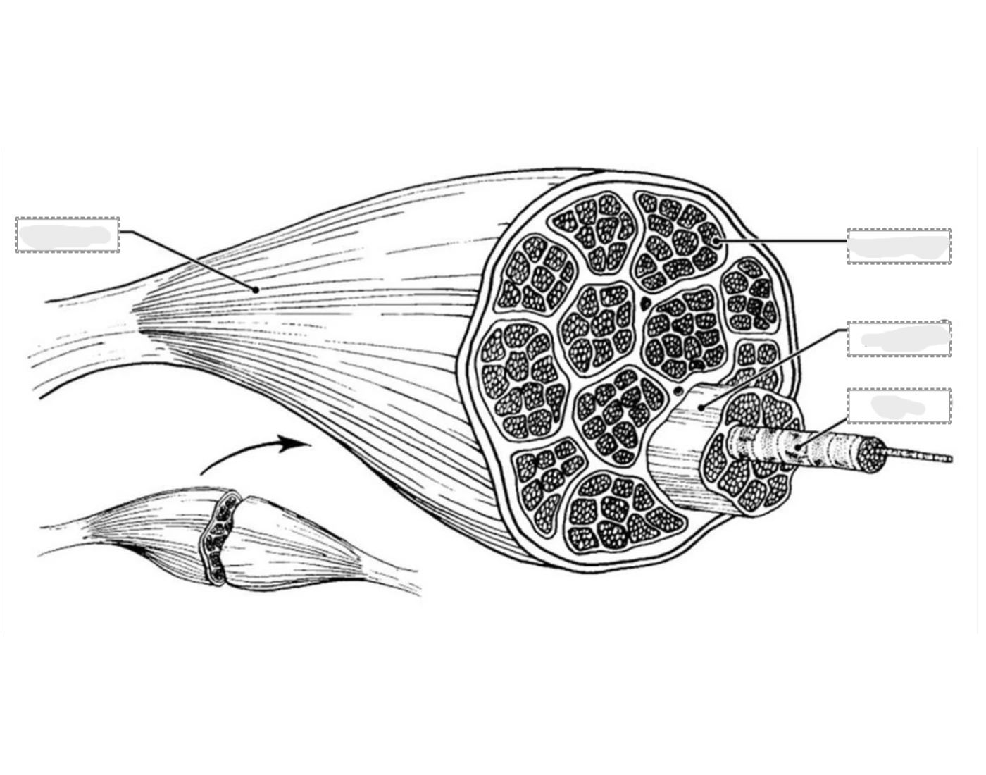 Internal Muscle Identification Quiz