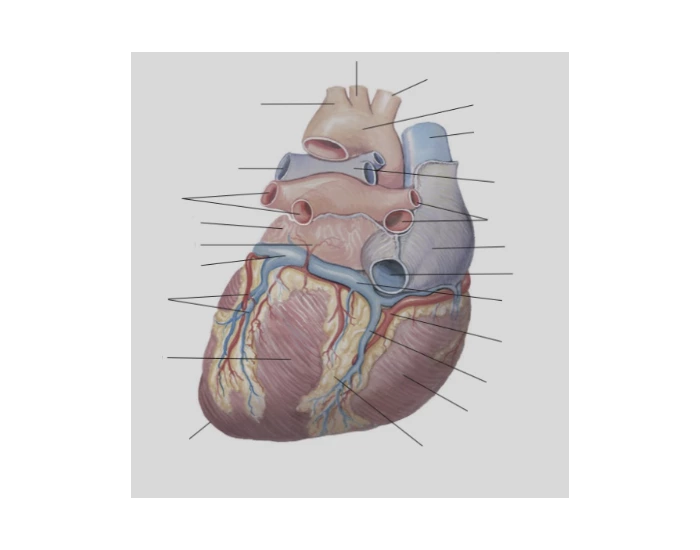 Posterior Heart Lables Quiz