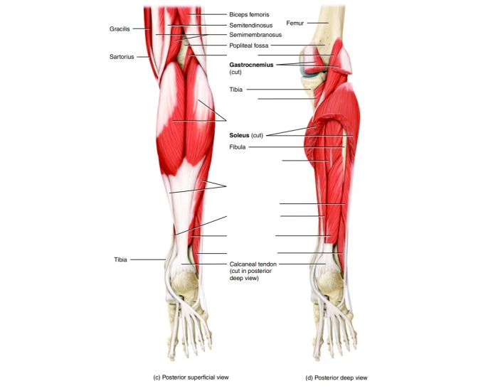 Leg Muscles Moving Muscles of the Leg that Move the Foot and Toes Quiz