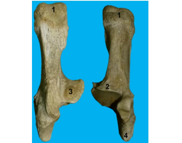 Os calcaneus (horse)(LATIN) Quiz