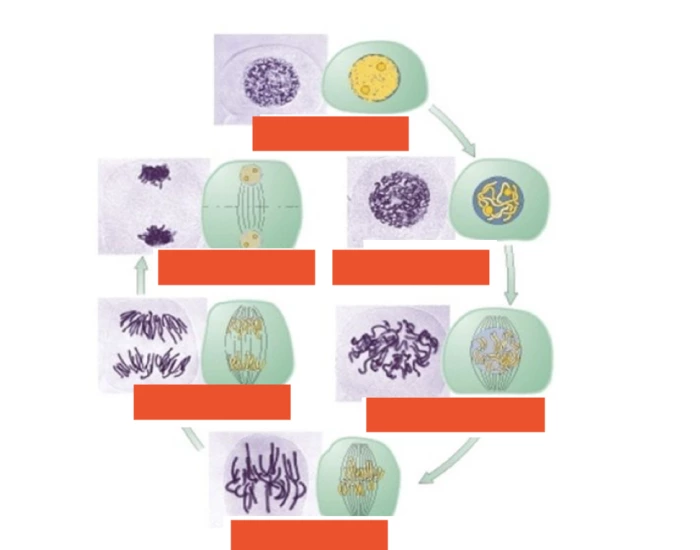 Animal Cell Cycle Quiz Biology Diagrams