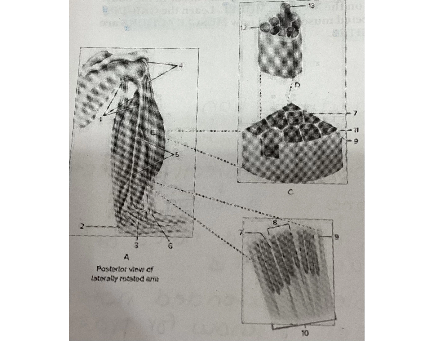 Muscle Anatomy and Attachments (lab 5) Quiz