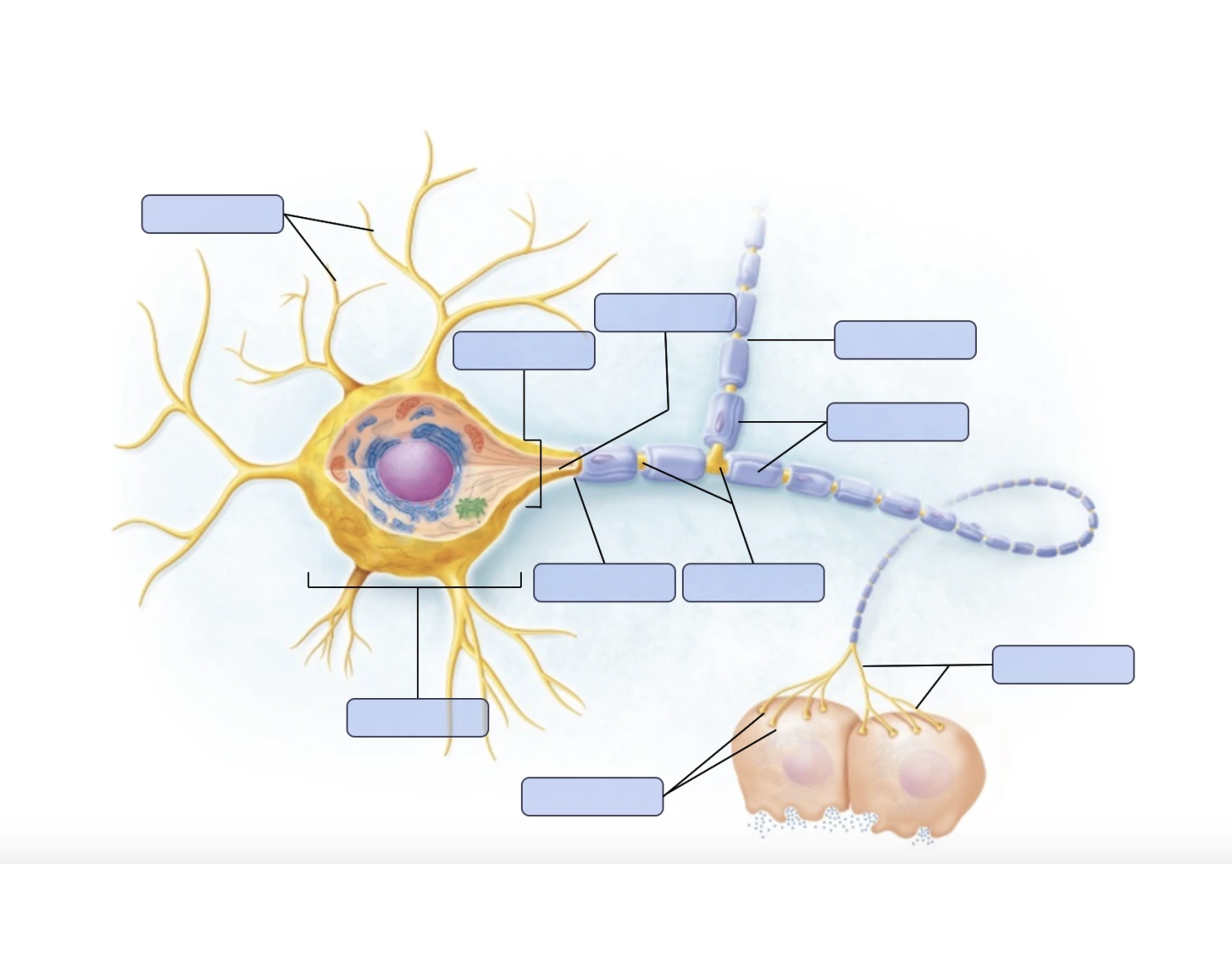 Neuron Structure Quiz