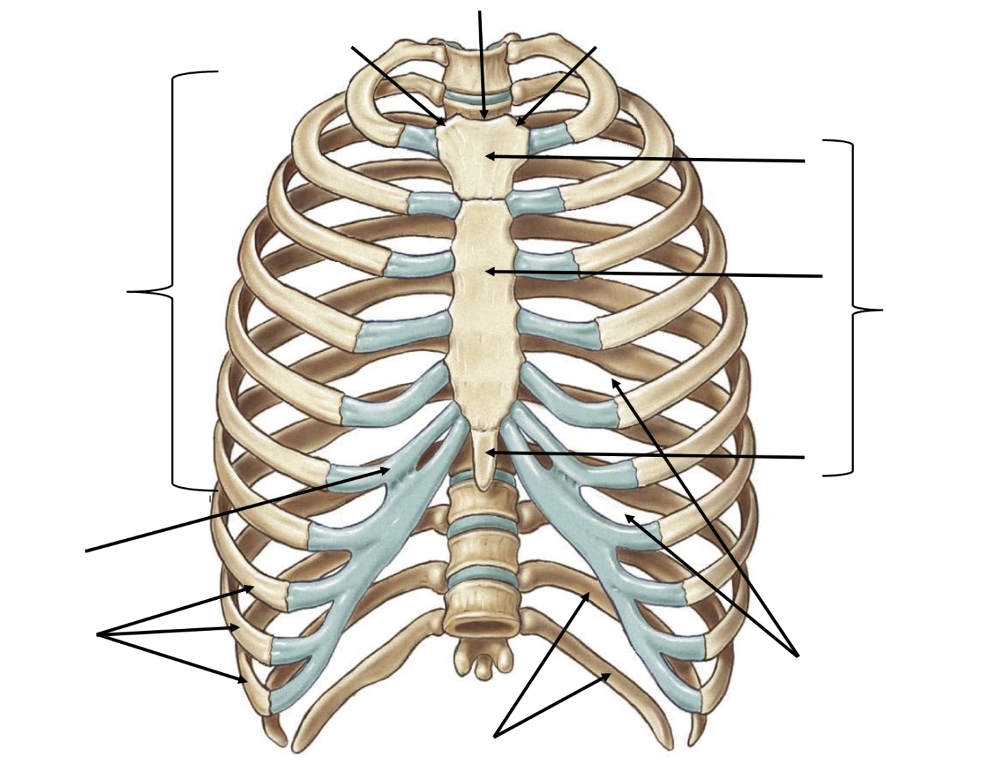 Printable Rib Cage Template.pdf Rib Cage Bones/Markings — Printable Worksheet