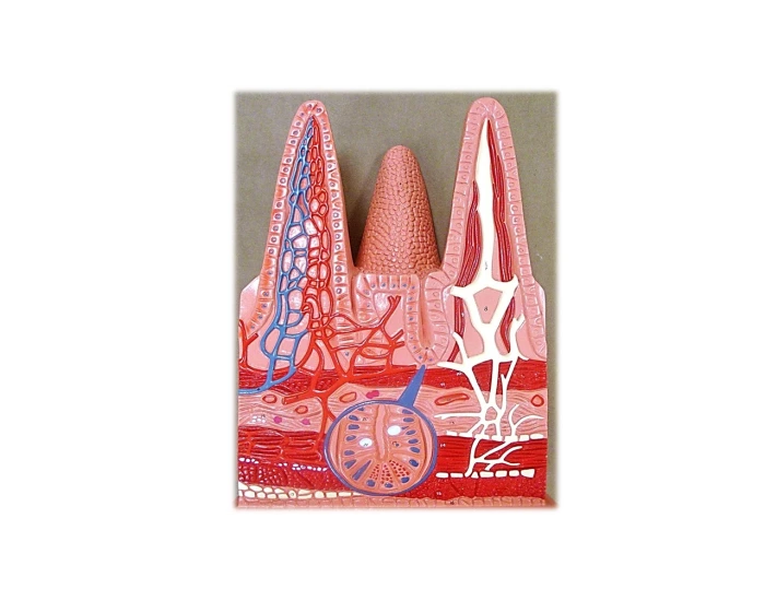 Villi Model Quiz