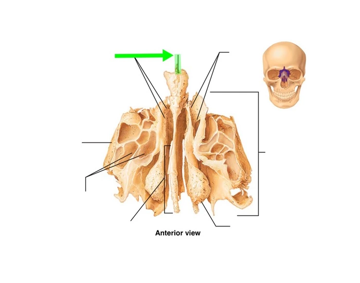 Axial Skeleton Ethmoid Bone Printable Worksheet