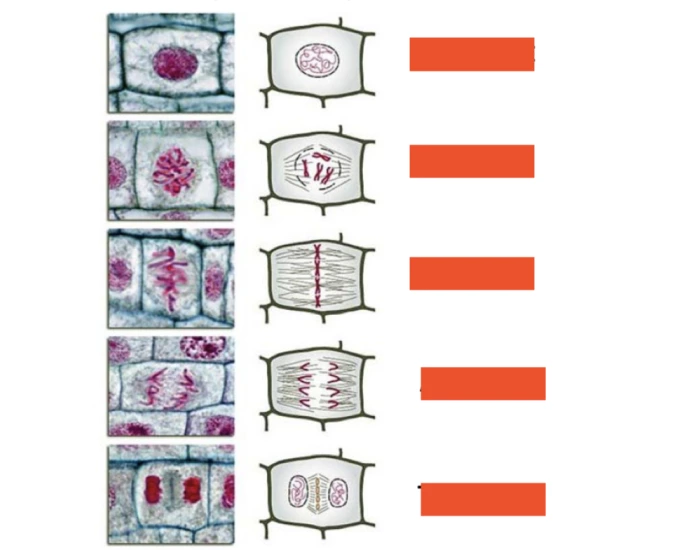 Plant Cell cycle Quiz Biology Diagrams