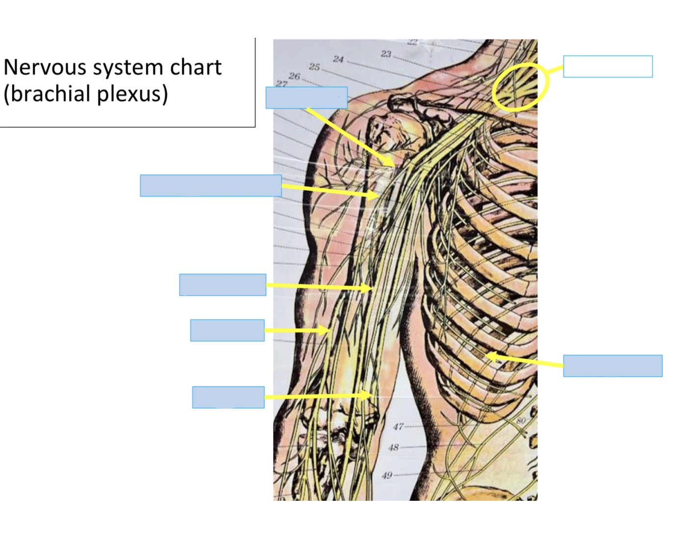 Nervous System Chart: Brachial Plexus Quiz
