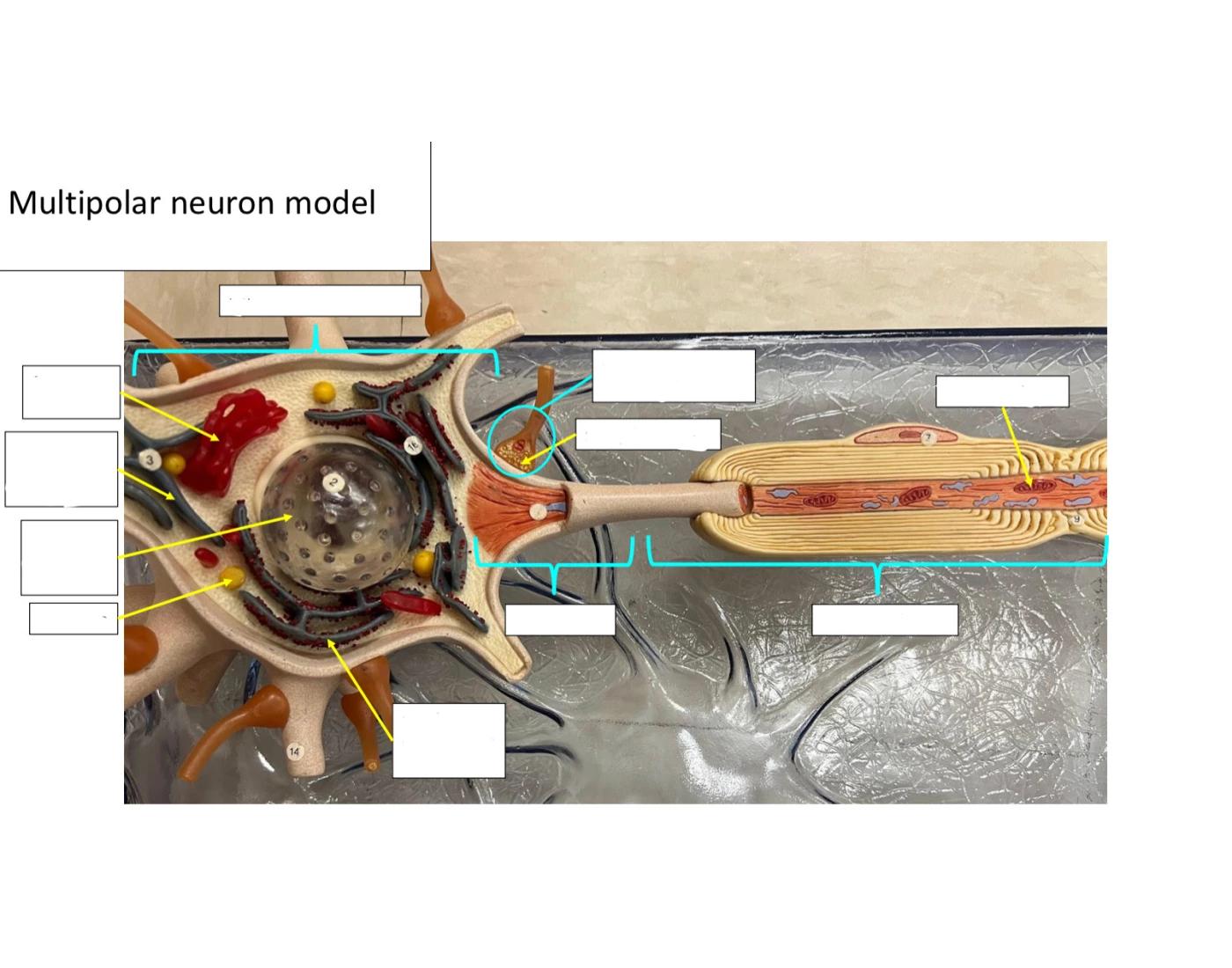 Multipolar Neuron Printable A&P - Multipolar Neuron Model Quiz