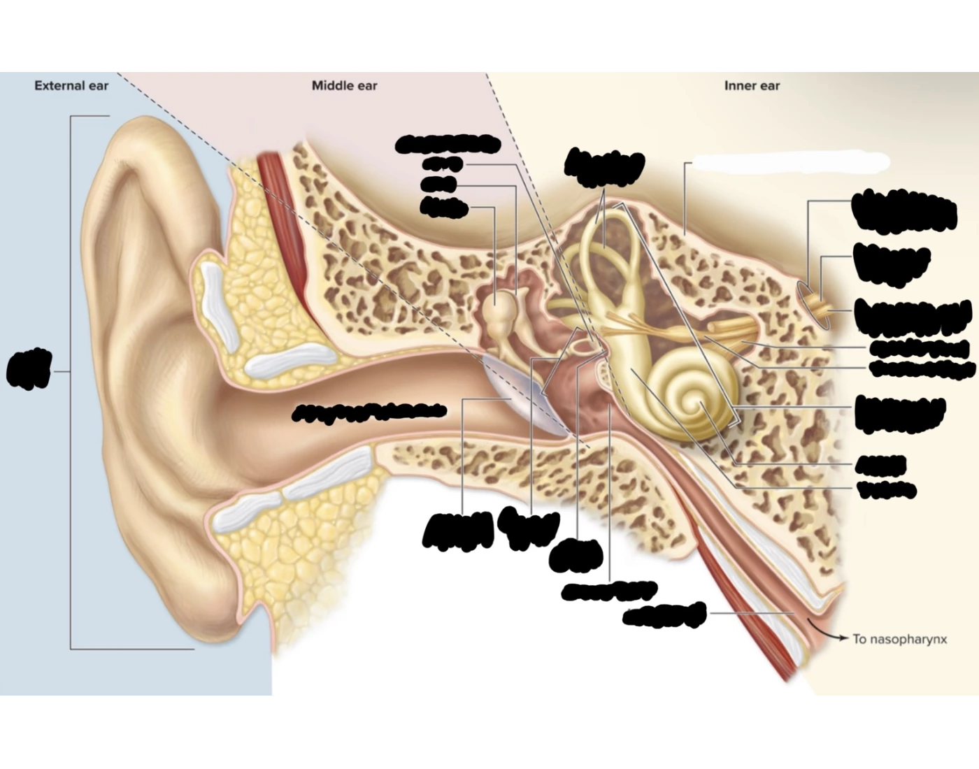 Area Behind R Ear Anatomic regions of right ear Quiz