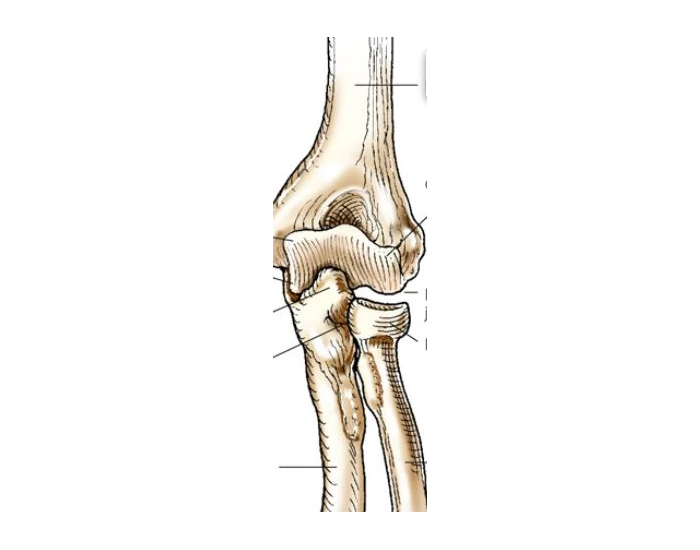 Elbow Joint Quiz