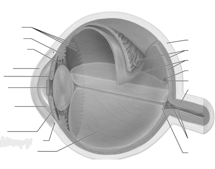 internal-structure-of-the-eye-study-figure-quiz