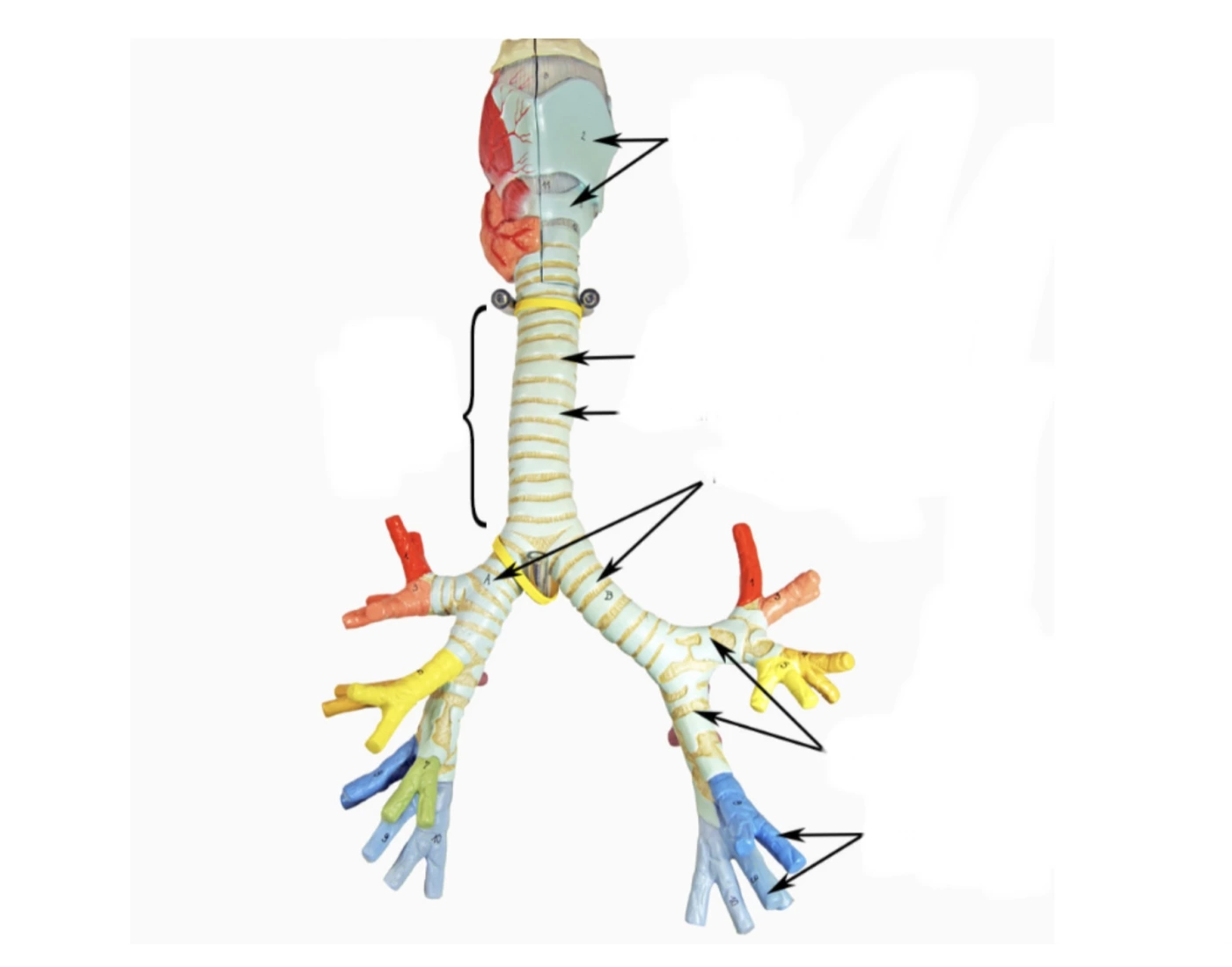 Trachea Model Labels Anterior model of trachea and bronchi Quiz