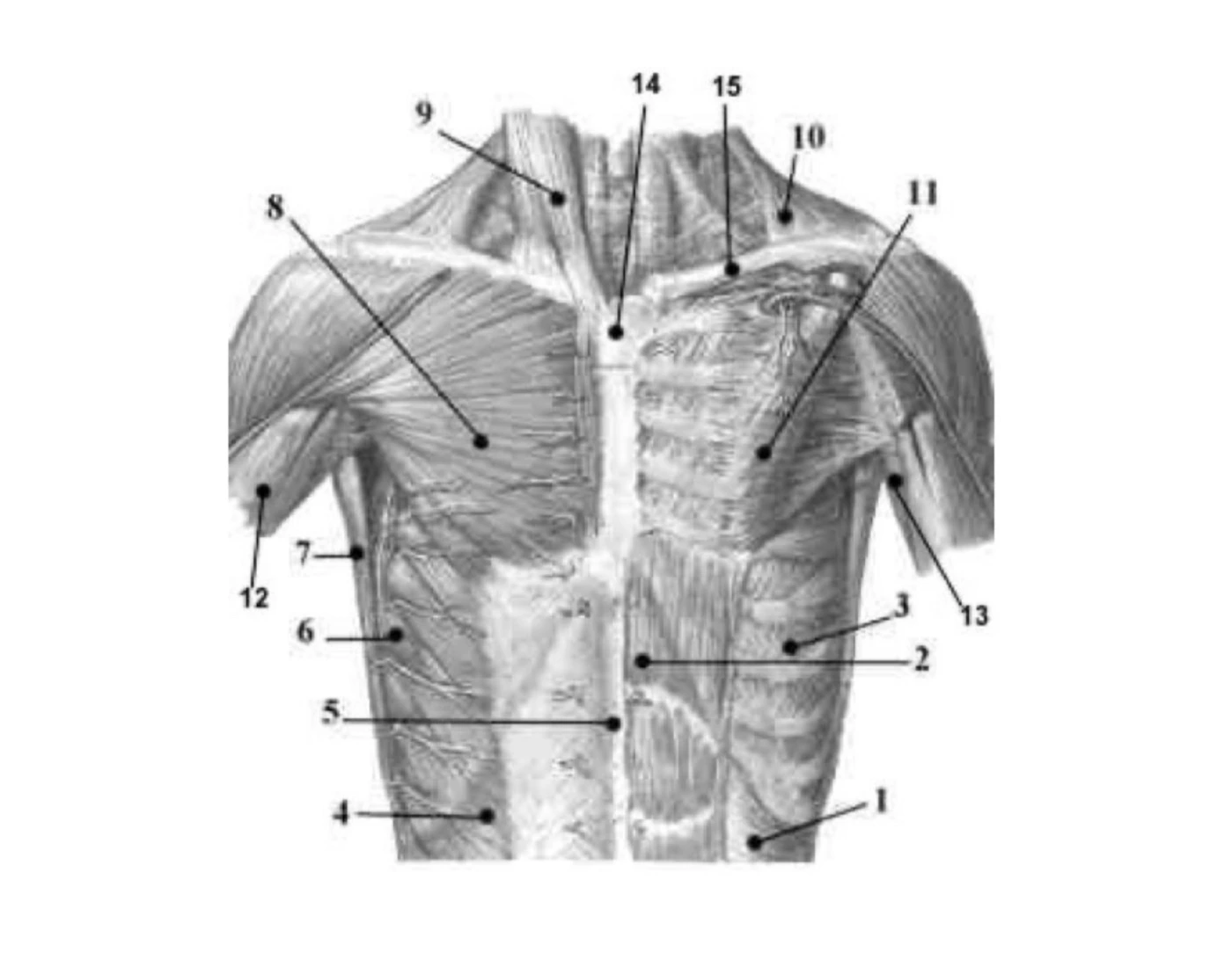 More front muscles Quiz