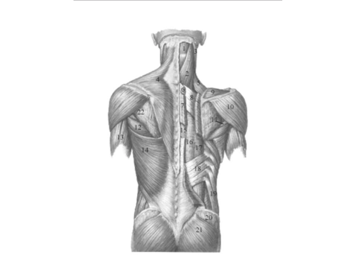 Anatomy Back Muscles Quiz