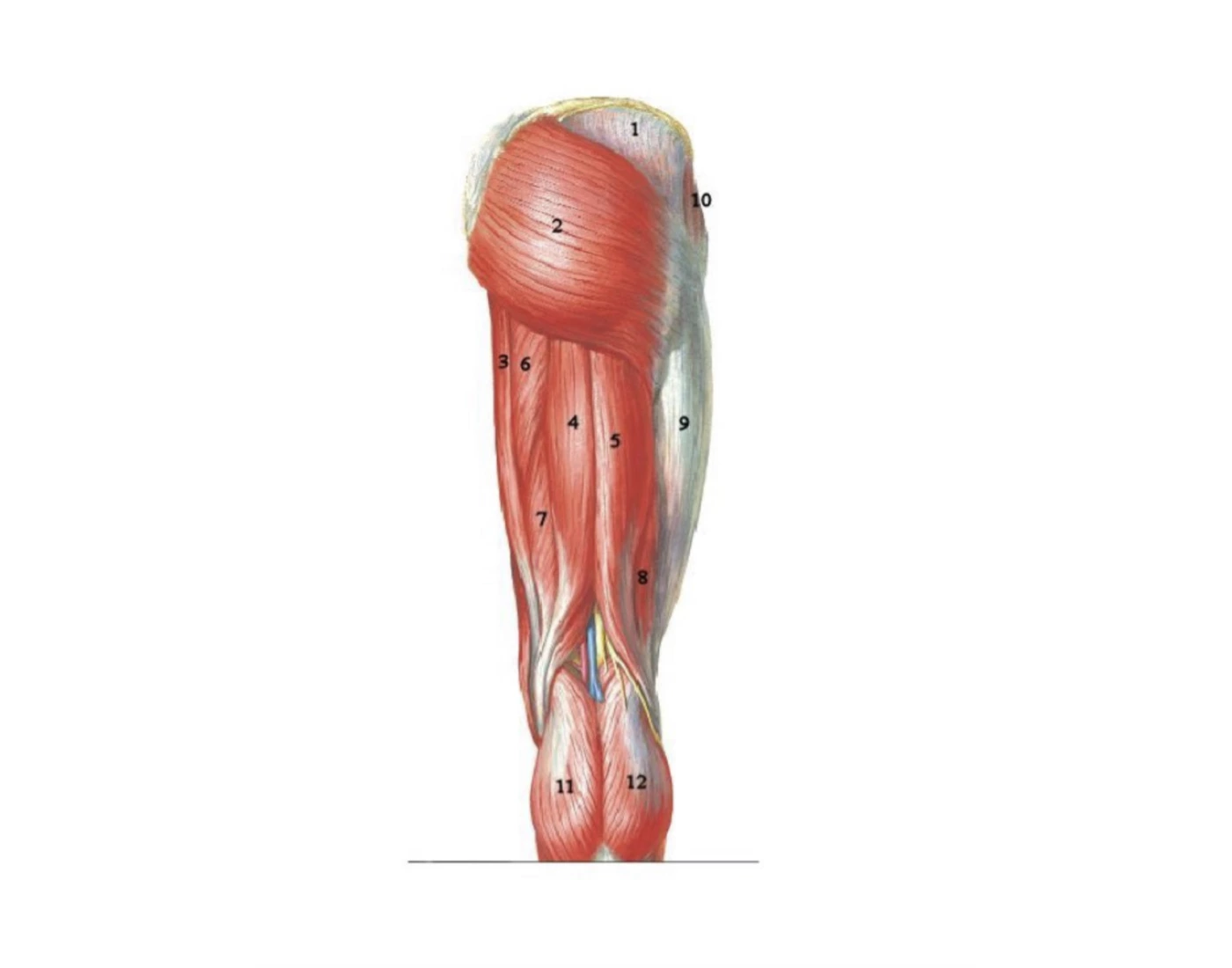 back-of-leg-muscles-quiz