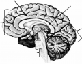 Brain Structure Identification