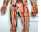 Blood Vessels - Arteries in leg