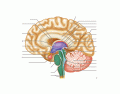 Midsagittal section of brain