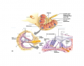 Anatomy of cochlea