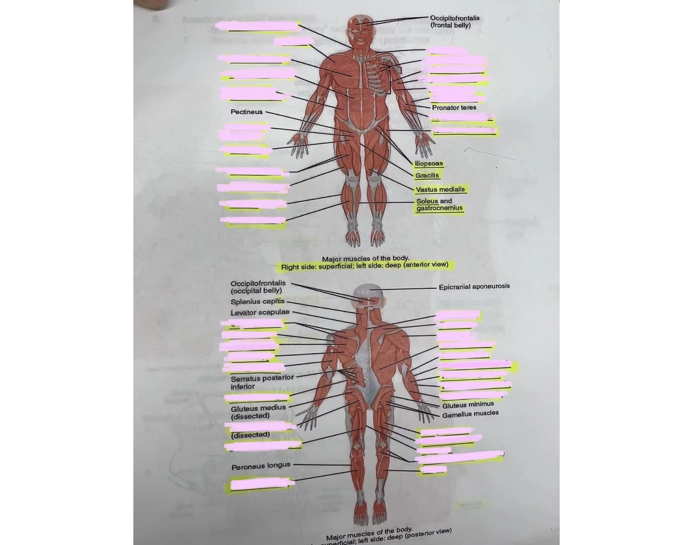 Muscle System Overview — Printable Worksheet