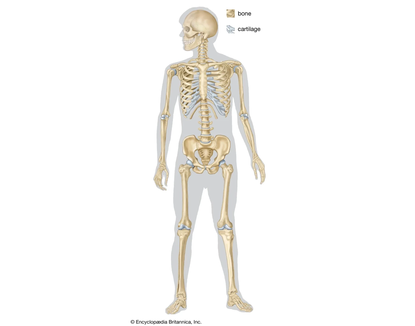 Random bone features on entire skeleton! Quiz