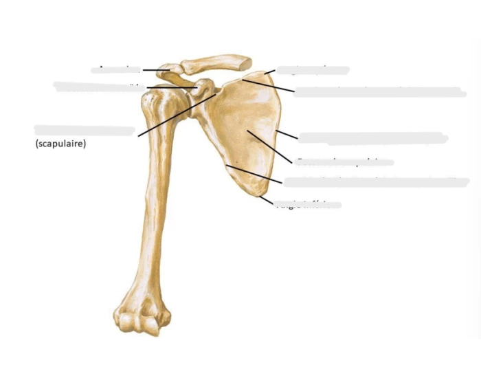 vue anterieure ceinture scapulaire Quiz