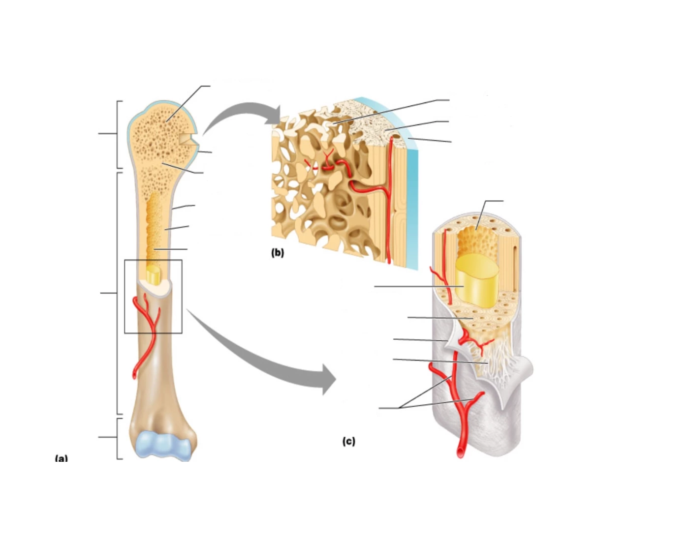 Structure of the Bone Quiz