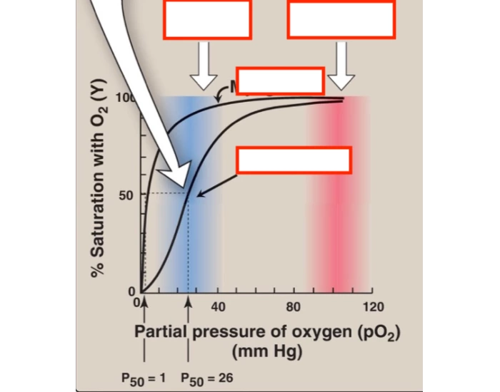 Boiler O2 Curve Oxygen-Dissociation Curve — Printable Worksheet