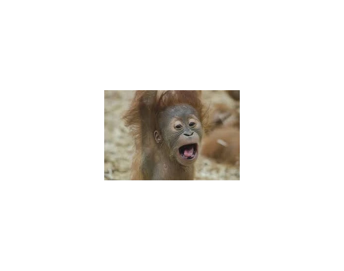 Guessing Monkey Guess the monkey parts Quiz