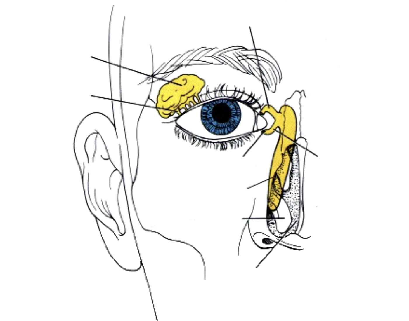 Lacrimal System Anatomy Quiz lacrimal-system-anatomy-quiz