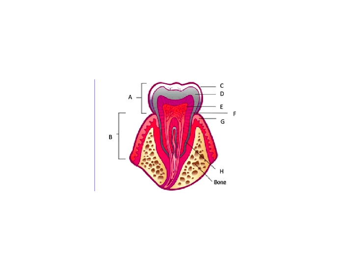 201 Exam 5: Anatomy of the Tooth Quiz