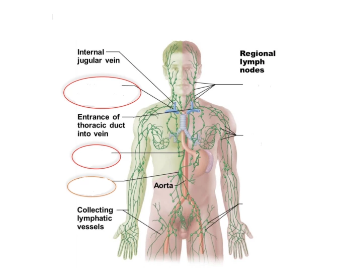 Lymph ducts Quiz